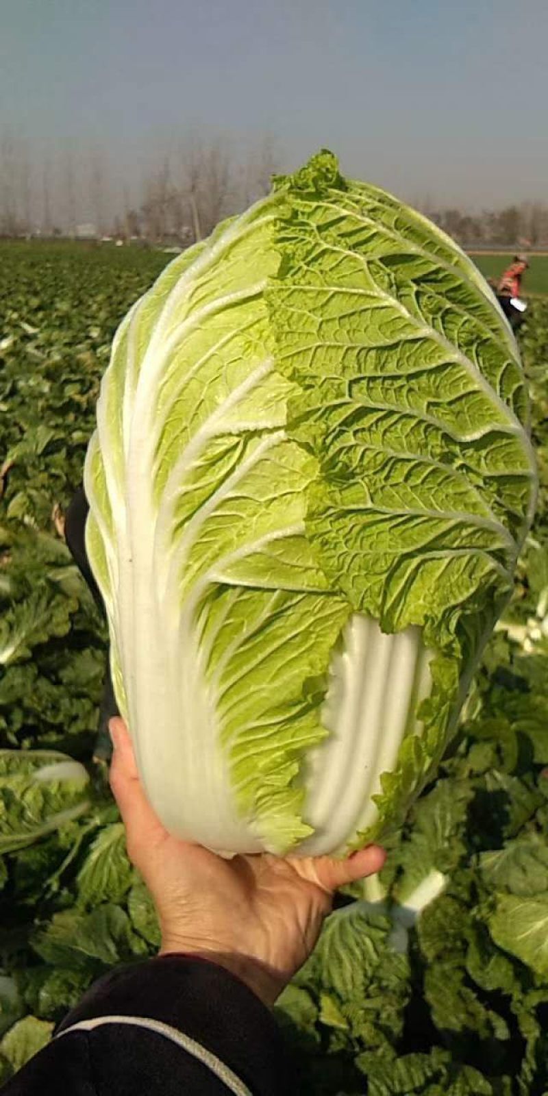 黄心白菜精品黄心白菜大白菜批发一条龙服务三包
