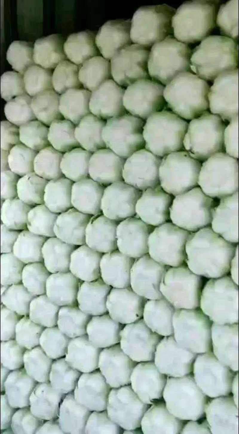 黄心白菜精品黄心白菜大白菜批发一条龙服务三包
