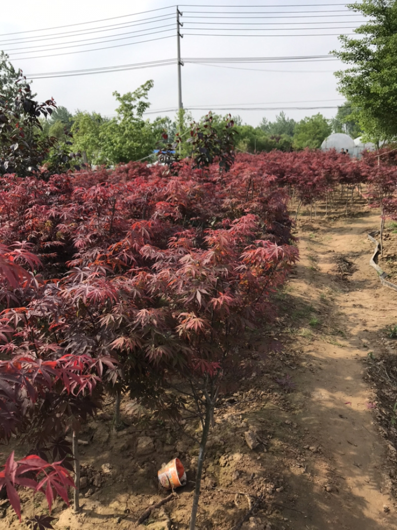 只卖正宗中国红枫苗日本红舞姬不与假货拼价格提供发票