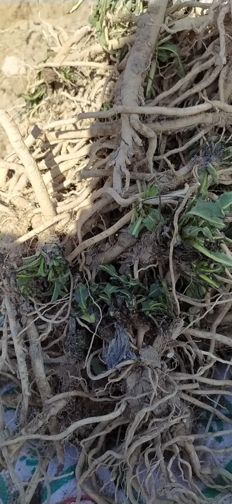板蓝根干货无杂，自家种植