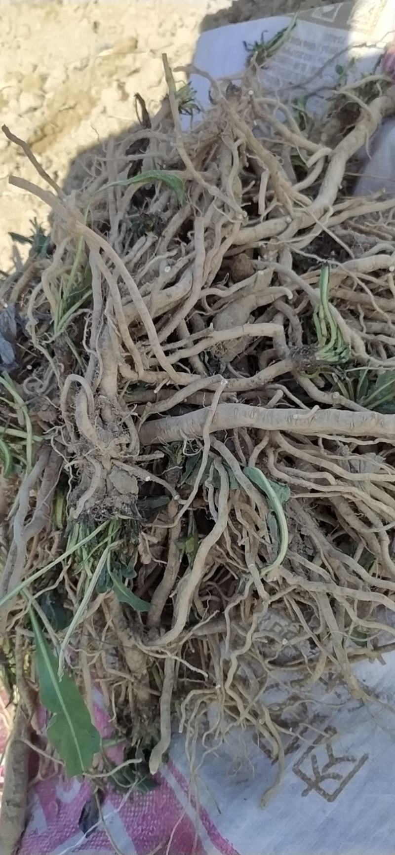 板蓝根干货无杂，自家种植