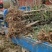 桃树6~8cm2.5~3米可广泛应用于占地工程建园