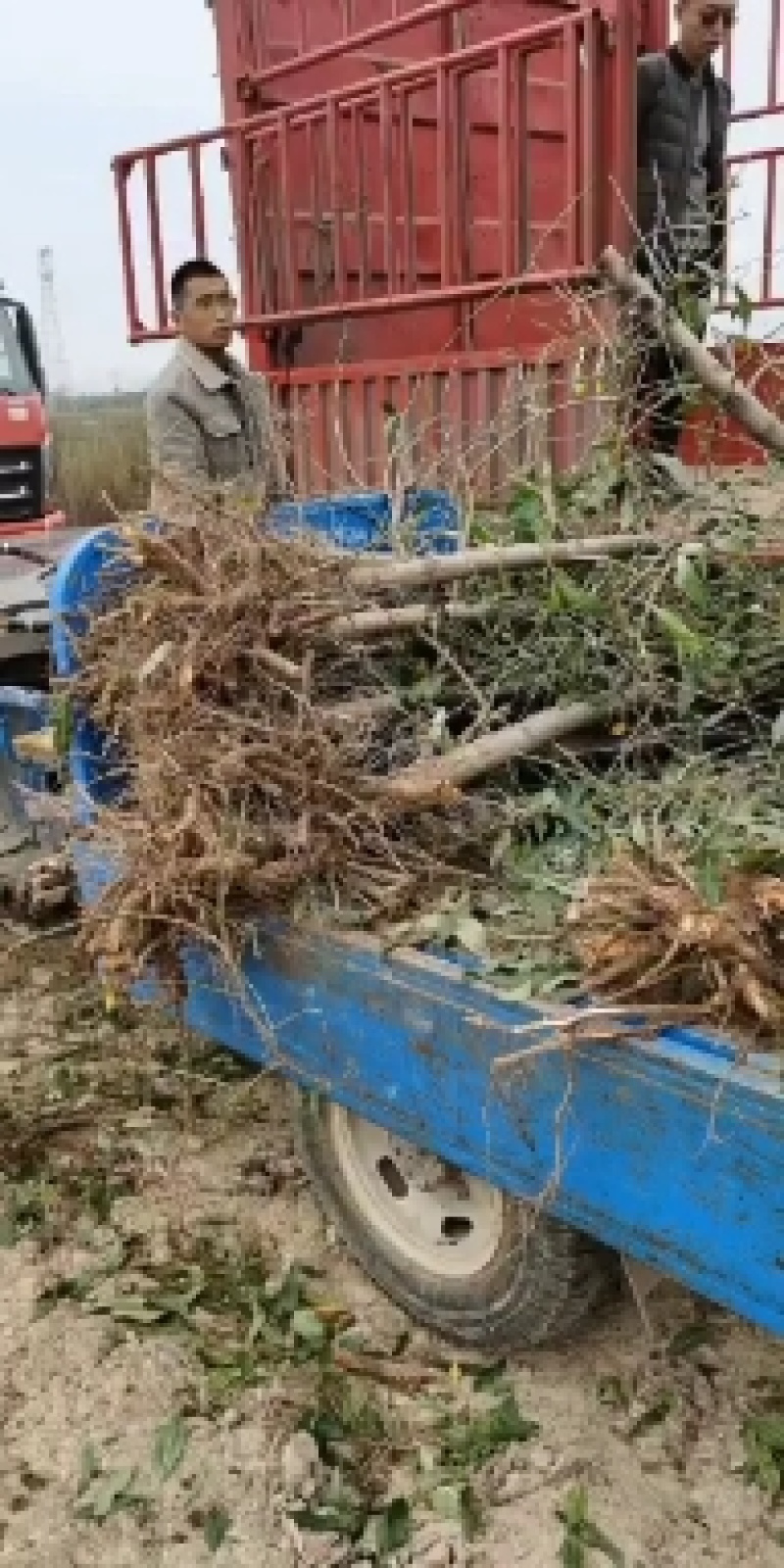 桃树6~8cm2.5~3米可广泛应用于占地工程建园