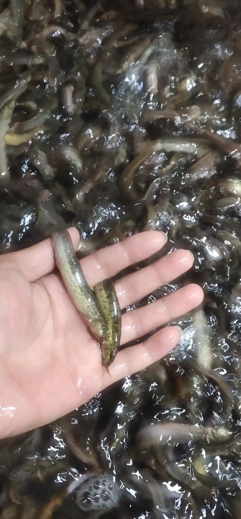 【泥鳅鱼苗】台湾泥鳅鱼苗，杂交快大泥鳅苗，场地直销，