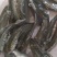 草鱼苗，珠江草鱼，平头草鱼，杂交草鱼，单性草鱼，杂交草鱼