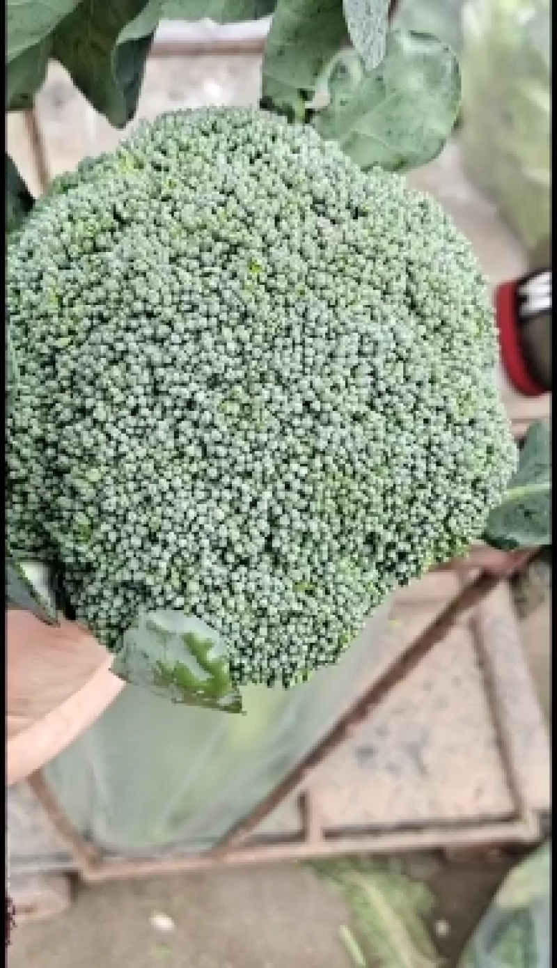 湖北西兰花上市了，正在抢货中，可以配菜，