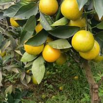 热带水果，广西龙州县红江橙果