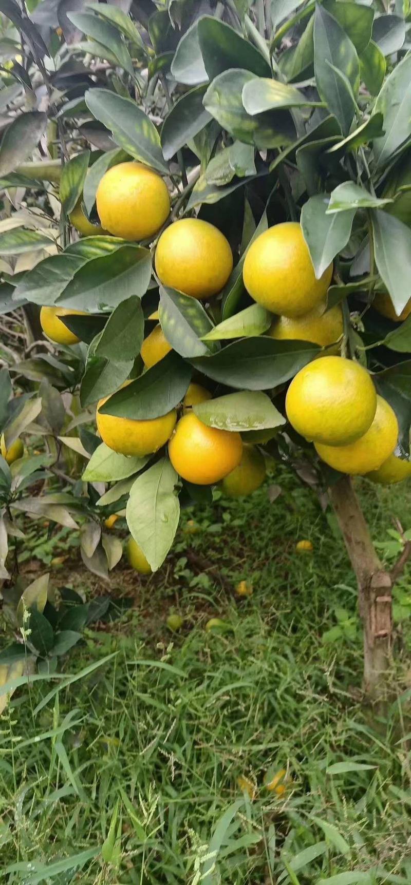 热带水果，广西龙州县红江橙果