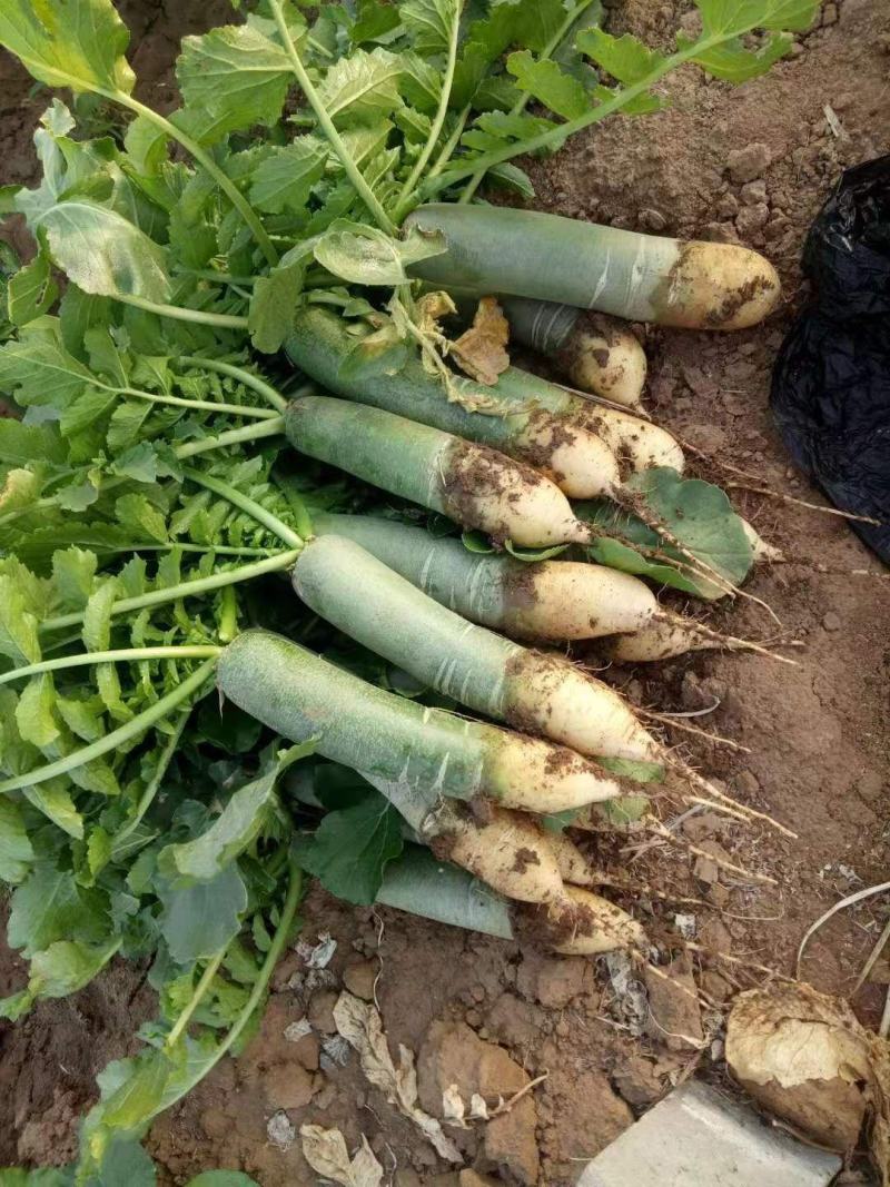 潍坊水果萝卜青萝卜菜水果萝卜潍县萝卜瓜茬萝卜