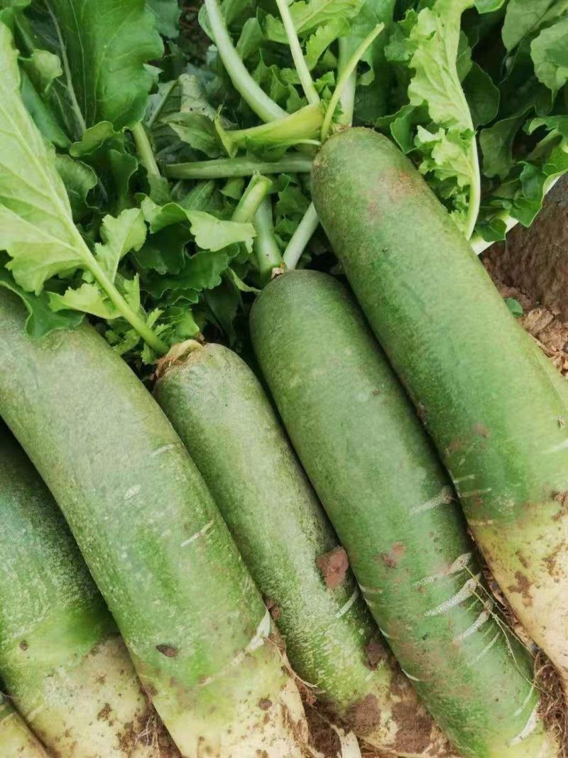 潍坊水果萝卜青萝卜菜水果萝卜潍县萝卜瓜茬萝卜
