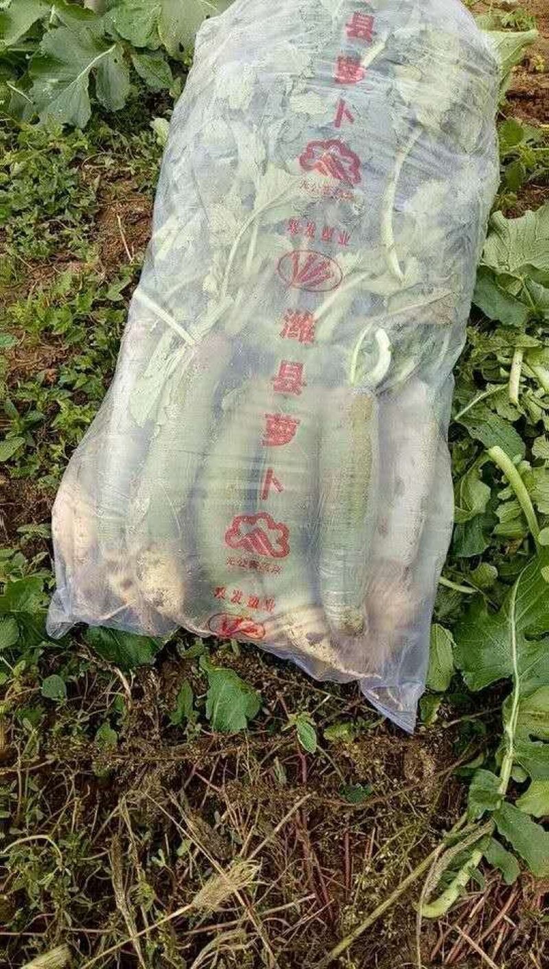 潍坊水果萝卜青萝卜菜水果萝卜潍县萝卜瓜茬萝卜