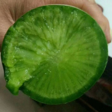 潍坊水果萝卜青萝卜菜水果萝卜潍县萝卜瓜茬萝卜
