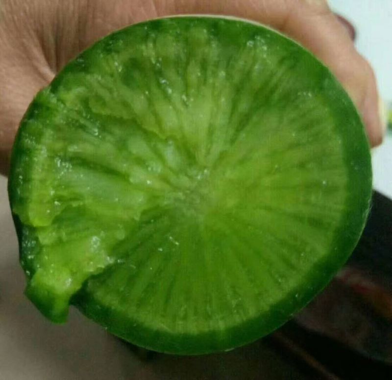 潍坊水果萝卜青萝卜菜水果萝卜潍县萝卜瓜茬萝卜