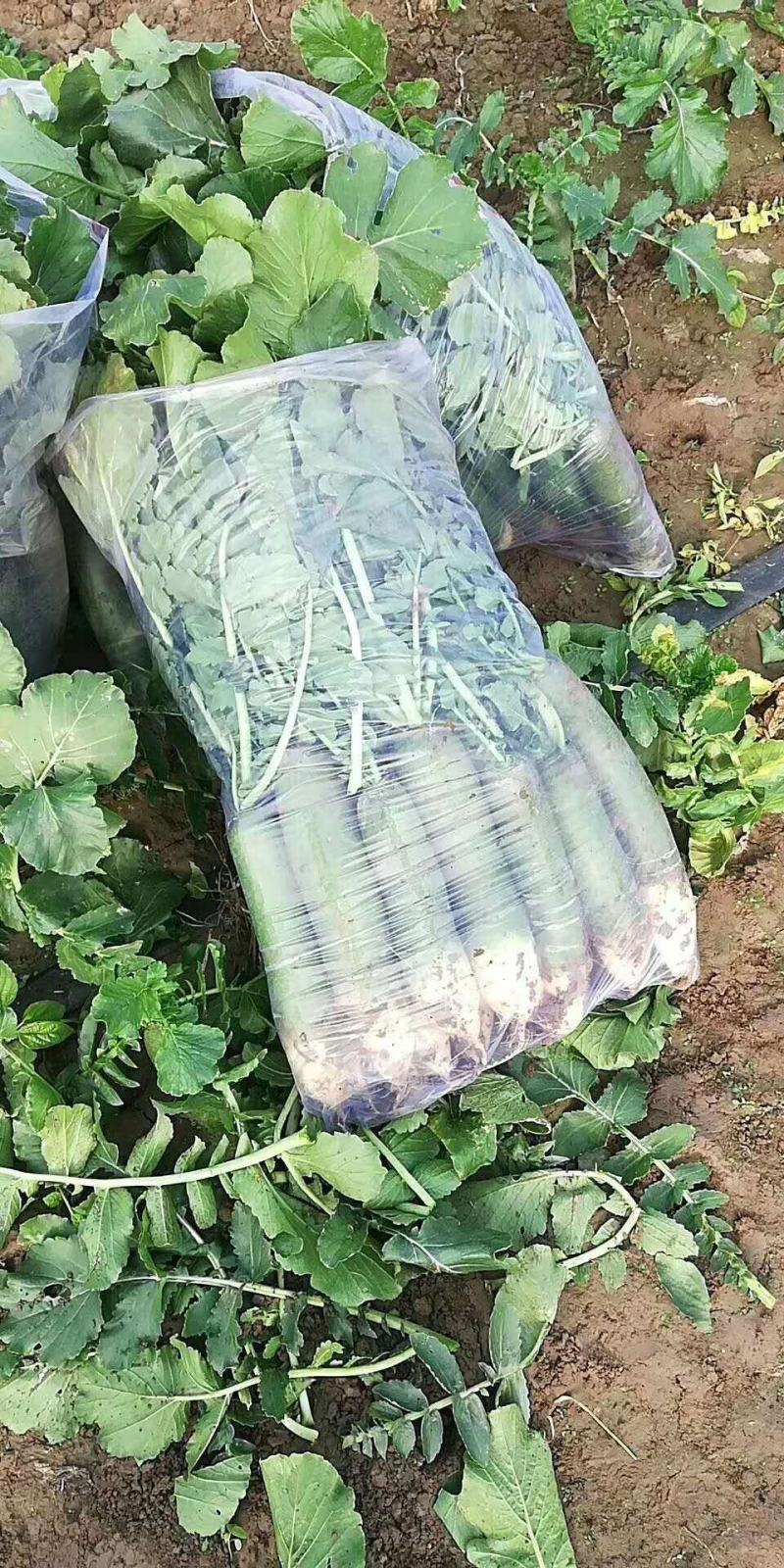 潍坊水果萝卜青萝卜菜水果萝卜潍县萝卜瓜茬萝卜