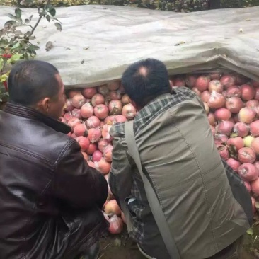 红富士苹果产地直供脆甜可口量大质优80起步上不封顶