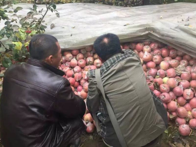 红富士苹果产地直供脆甜可口量大质优80起步上不封顶