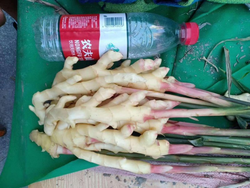 新鲜姜，整车发送，价格可议
