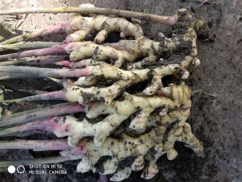 新鲜姜，整车发送，价格可议