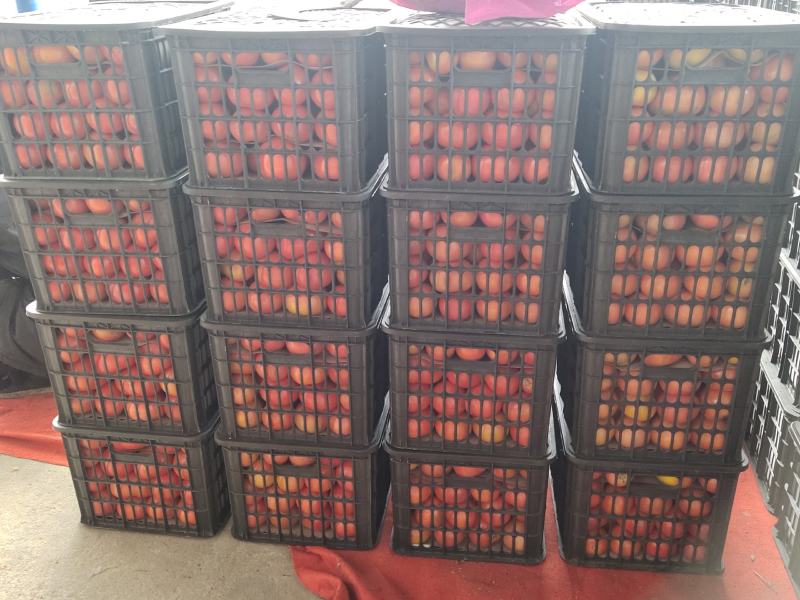 西红柿有质量，价格美丽