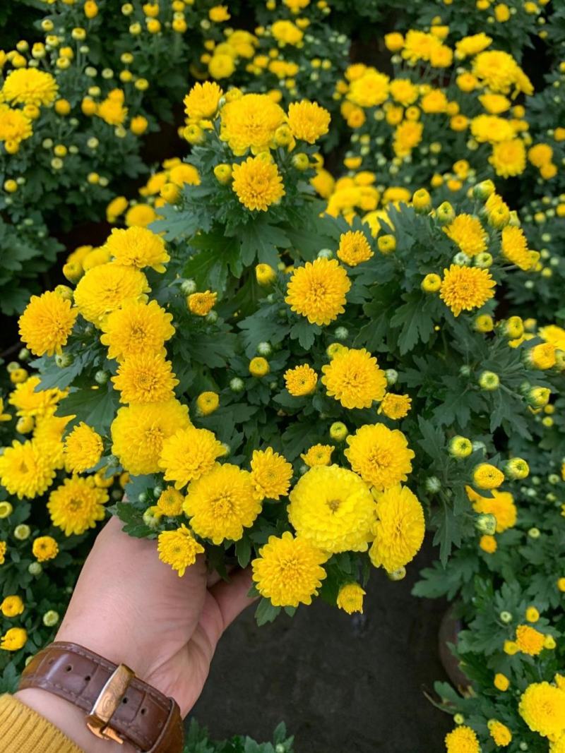 批发国庆菊国庆菊杯苗基地直销一手货源视频看货