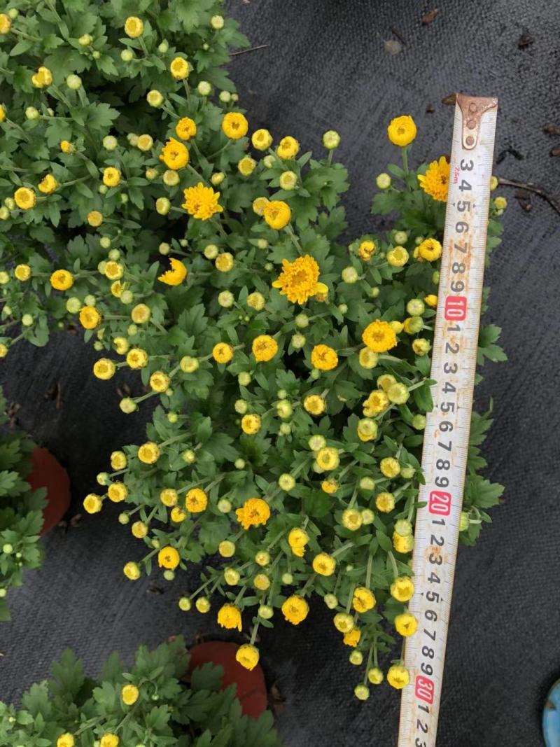 批发国庆菊国庆菊杯苗基地直销一手货源视频看货