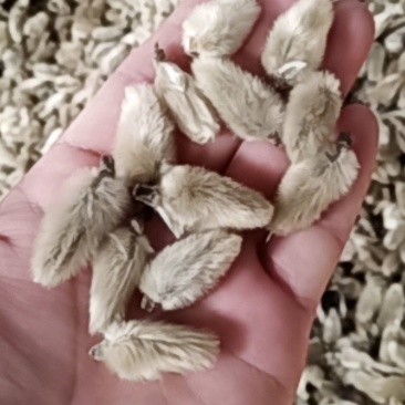 辛夷批发价格可协商纯野生天然货产地直销药食同源