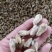 辛夷花常年批发价格电议量大从优大料药食同源