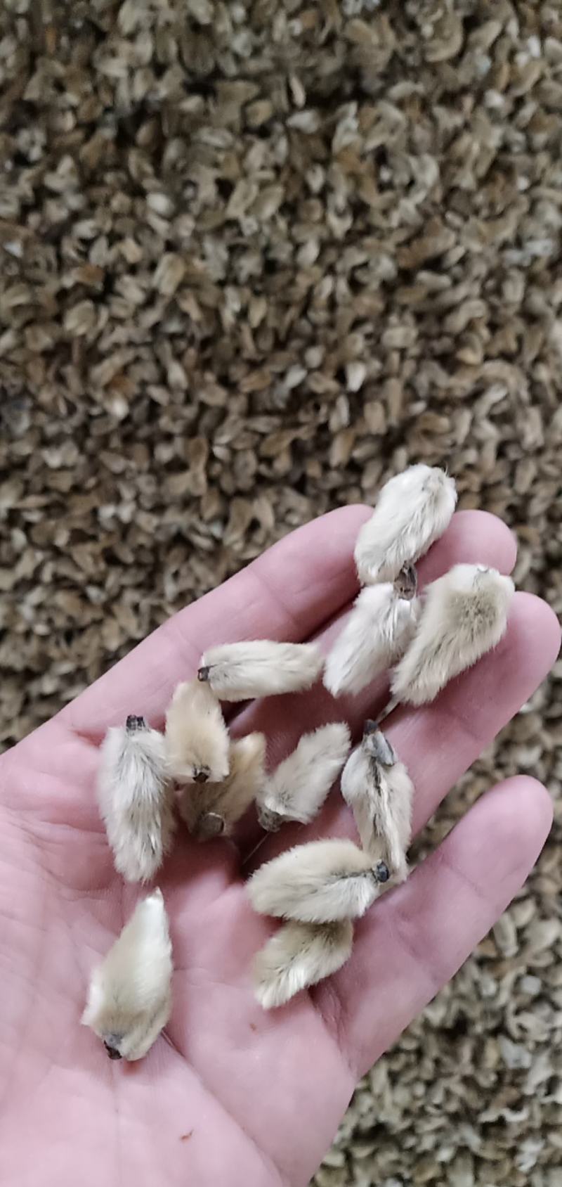 辛夷花常年批发价格电议量大从优大料药食同源