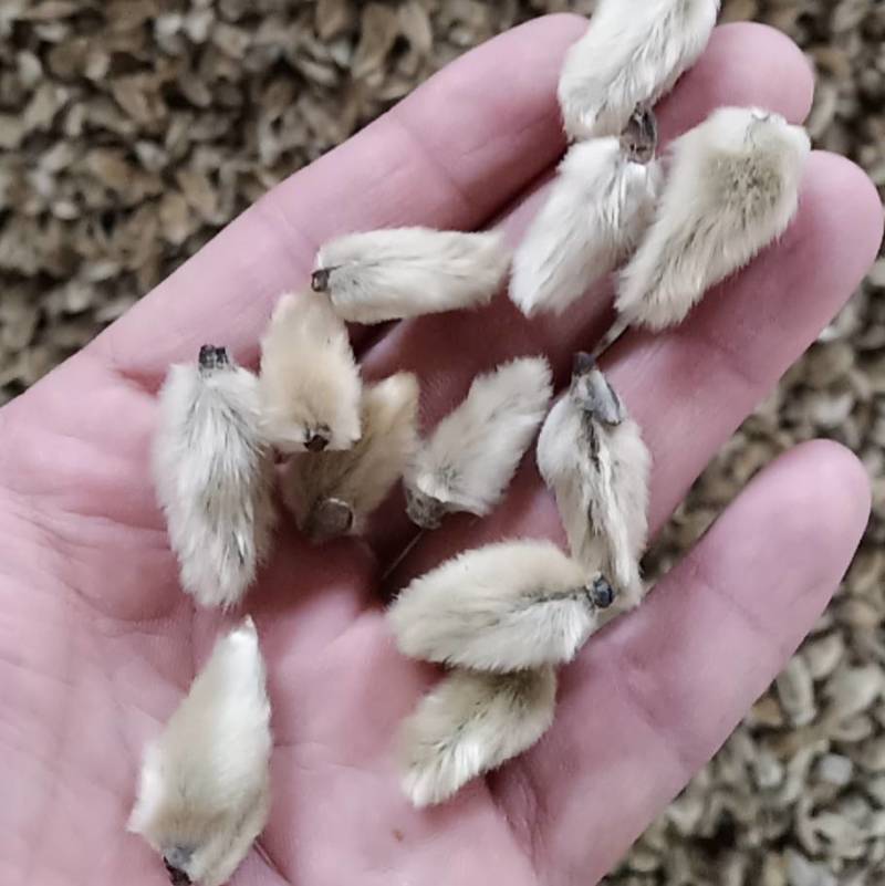 辛夷花常年批发价格电议量大从优大料药食同源