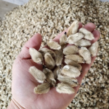 辛夷花批发辛夷之乡价格电议药用调料辛香料