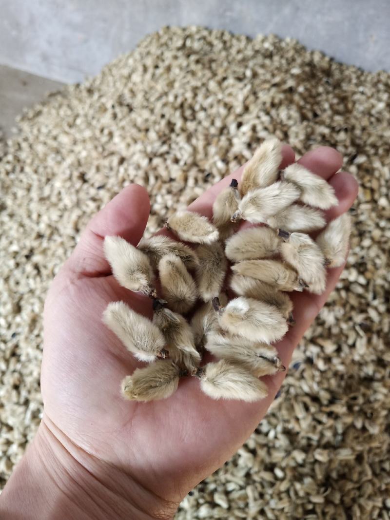 辛夷花批发辛夷之乡价格电议药用调料辛香料