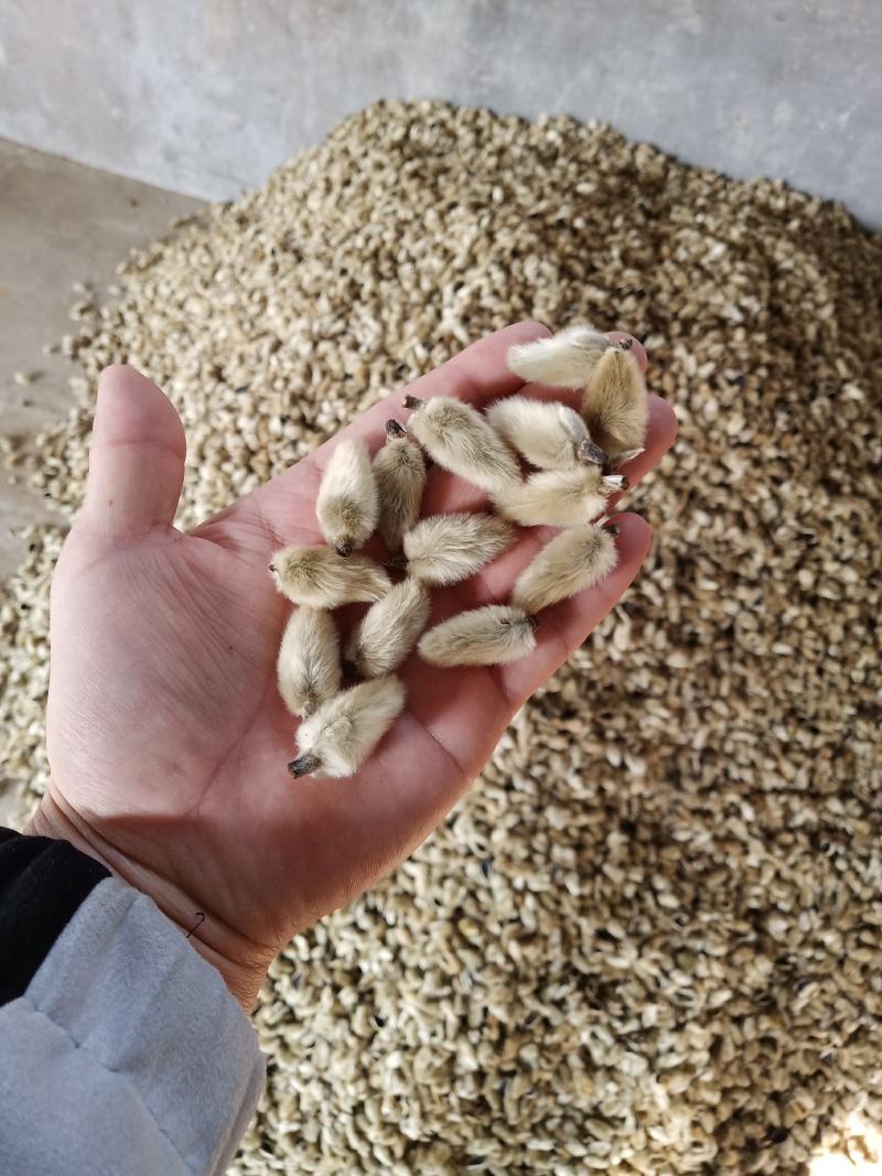 辛夷花批发辛夷之乡价格电议药用调料辛香料