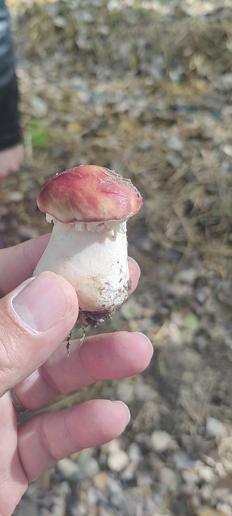 助农项目:优质大球盖菇，基地直供，欢迎选购！