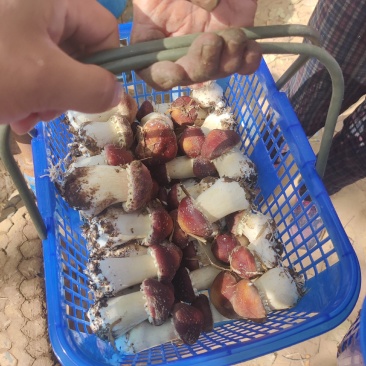 助农项目:优质大球盖菇，基地直供，欢迎选购！