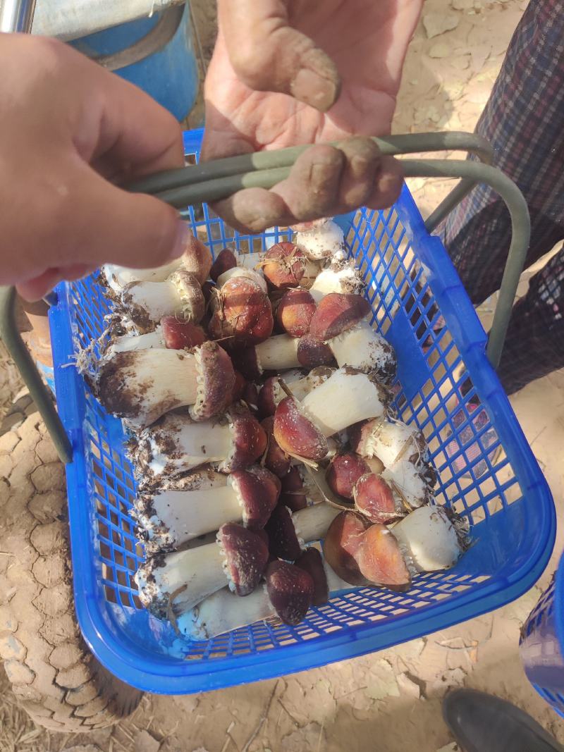 助农项目:优质大球盖菇，基地直供，欢迎选购！