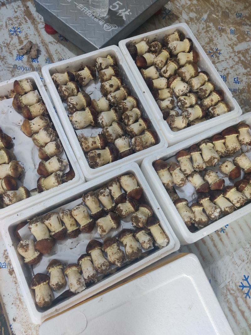 助农项目:优质大球盖菇，基地直供，欢迎选购！