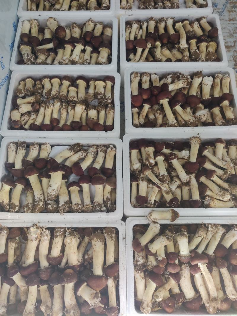助农项目:优质大球盖菇，基地直供，欢迎选购！