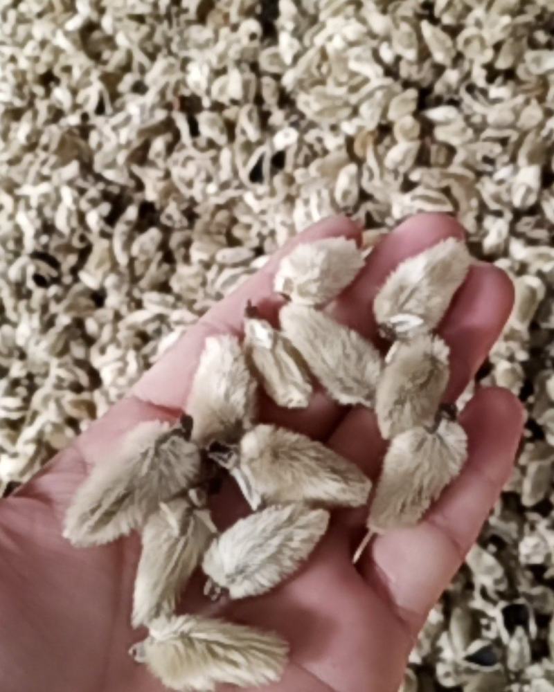 辛夷花一手货源价格电议辛夷之乡规格齐全