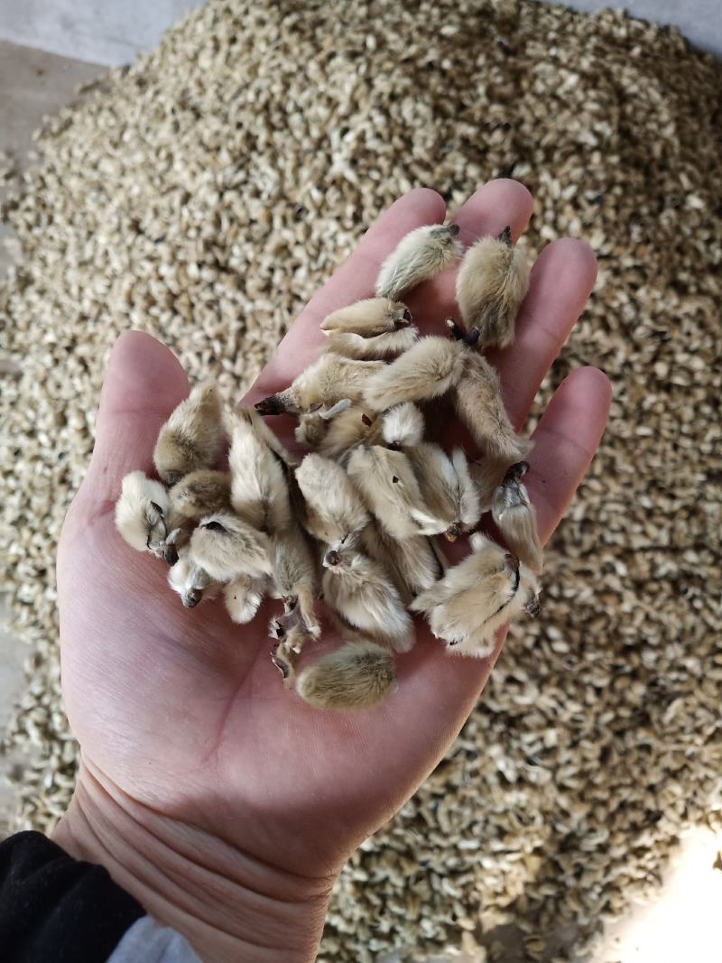 辛夷花一手货源价格电议辛夷之乡规格齐全