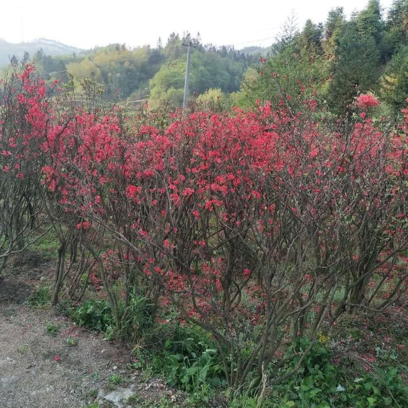 红色杜鹃花，盆景杜鹃花。