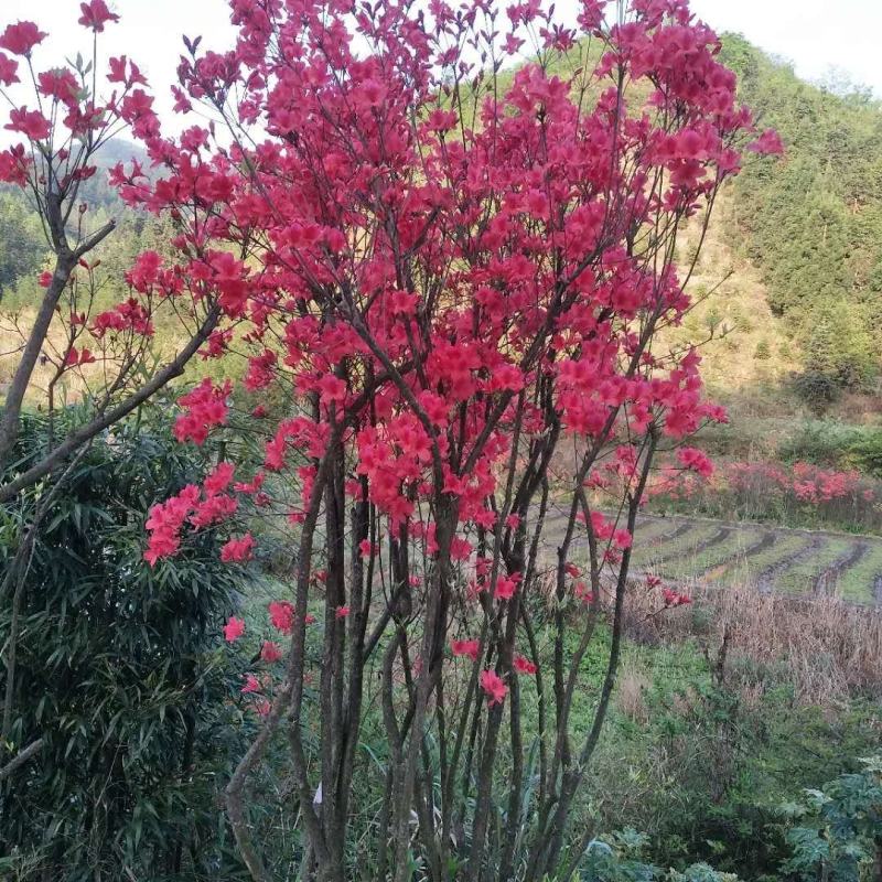 红色杜鹃花，盆景杜鹃花。