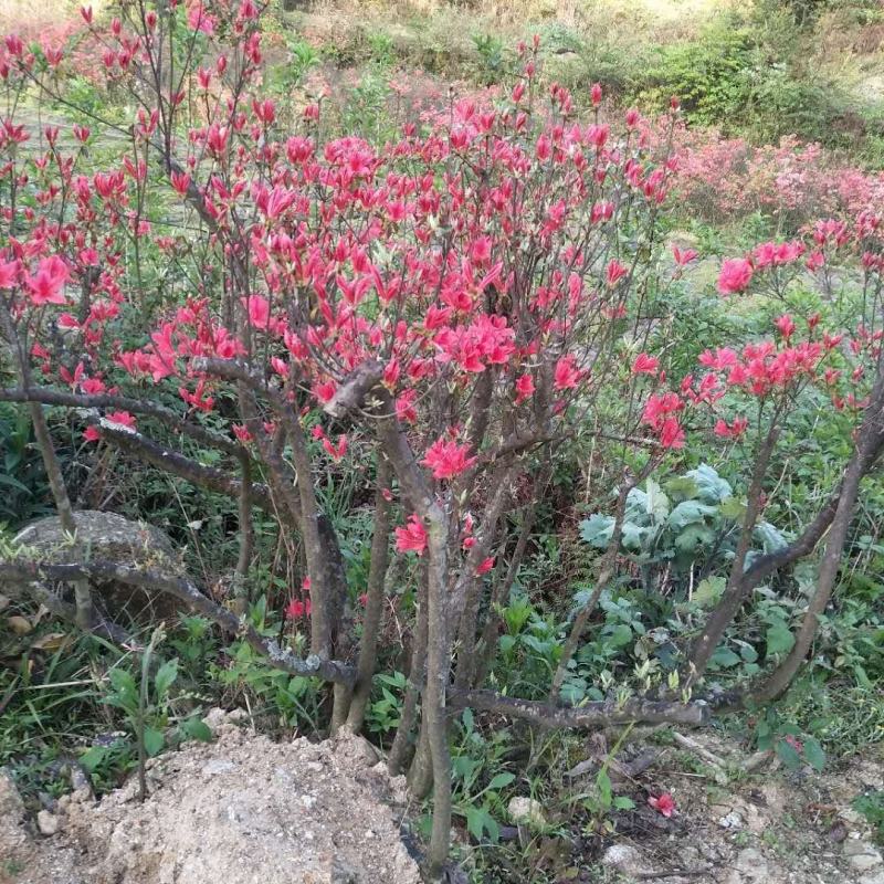 红色杜鹃花，盆景杜鹃花。