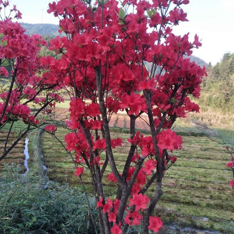 红色杜鹃花，盆景杜鹃花。