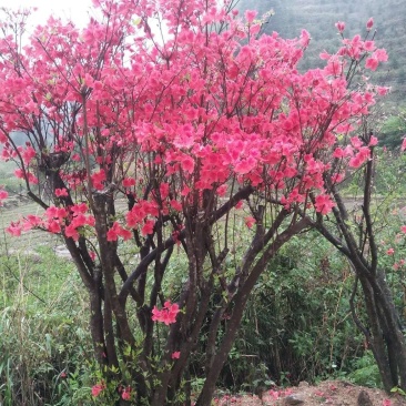 红色杜鹃花，盆景杜鹃花。