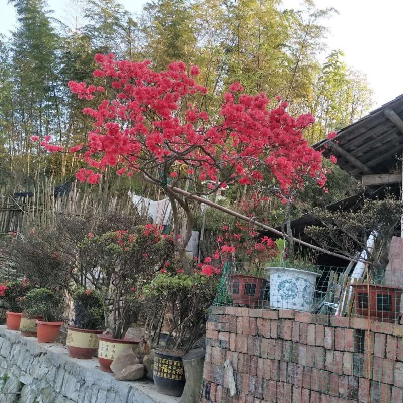 红色杜鹃花，盆景杜鹃花。