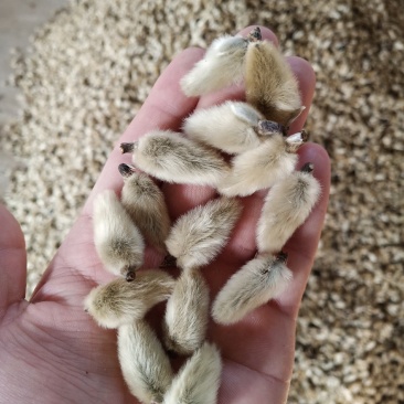 辛夷批发价格可协商辛夷桃毛桃产地直销药食同源