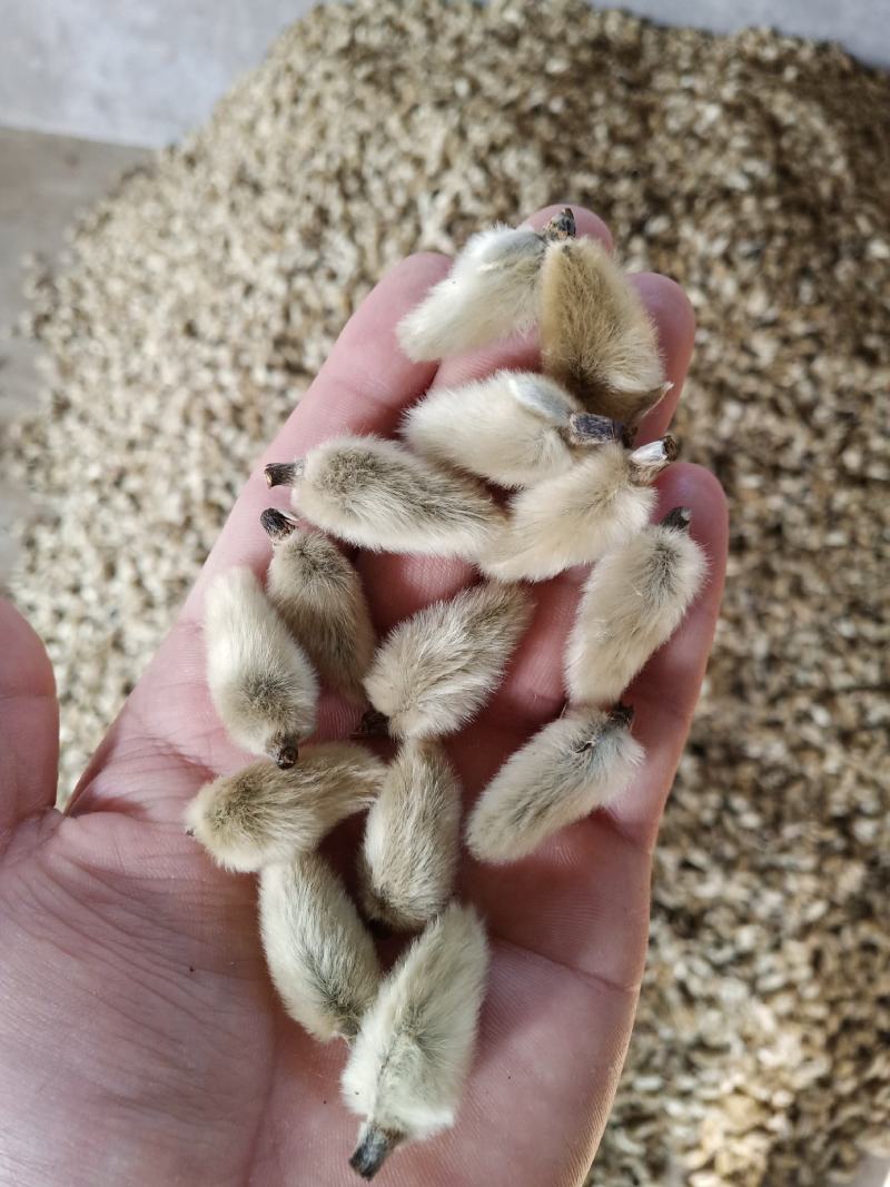辛夷批发价格可协商辛夷桃毛桃产地直销药食同源
