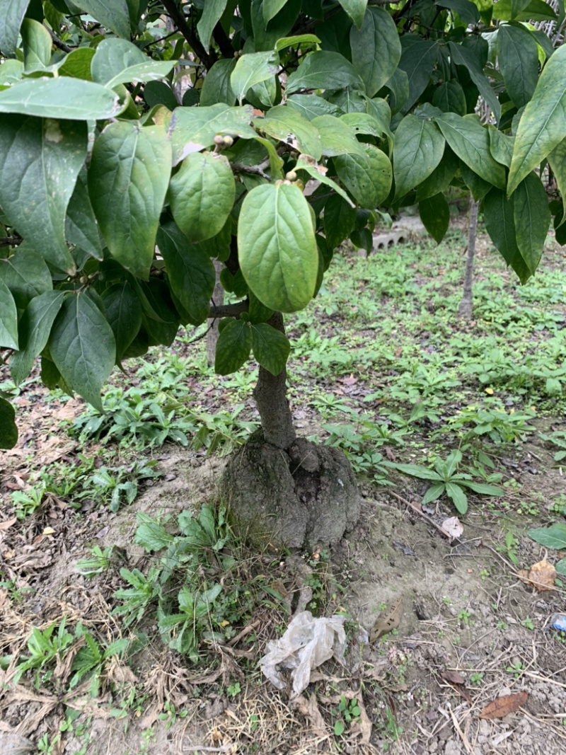 精品腊梅，嫁接腊梅，素心腊梅，檀香腊梅欢迎选购，价格真实