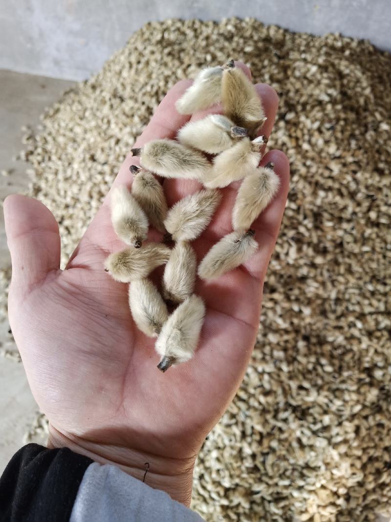 辛夷花价格电议辛夷桃木兰花支持批发调料