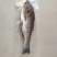 水库鲢鱼鲜活鲢鱼白条鱼